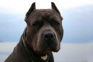 В монреальській пітському кораблі В монреальській пітському кораблі